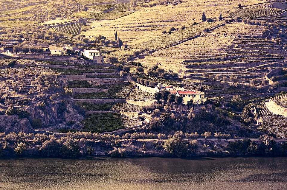 Terraced vineyards in the Douro Valley