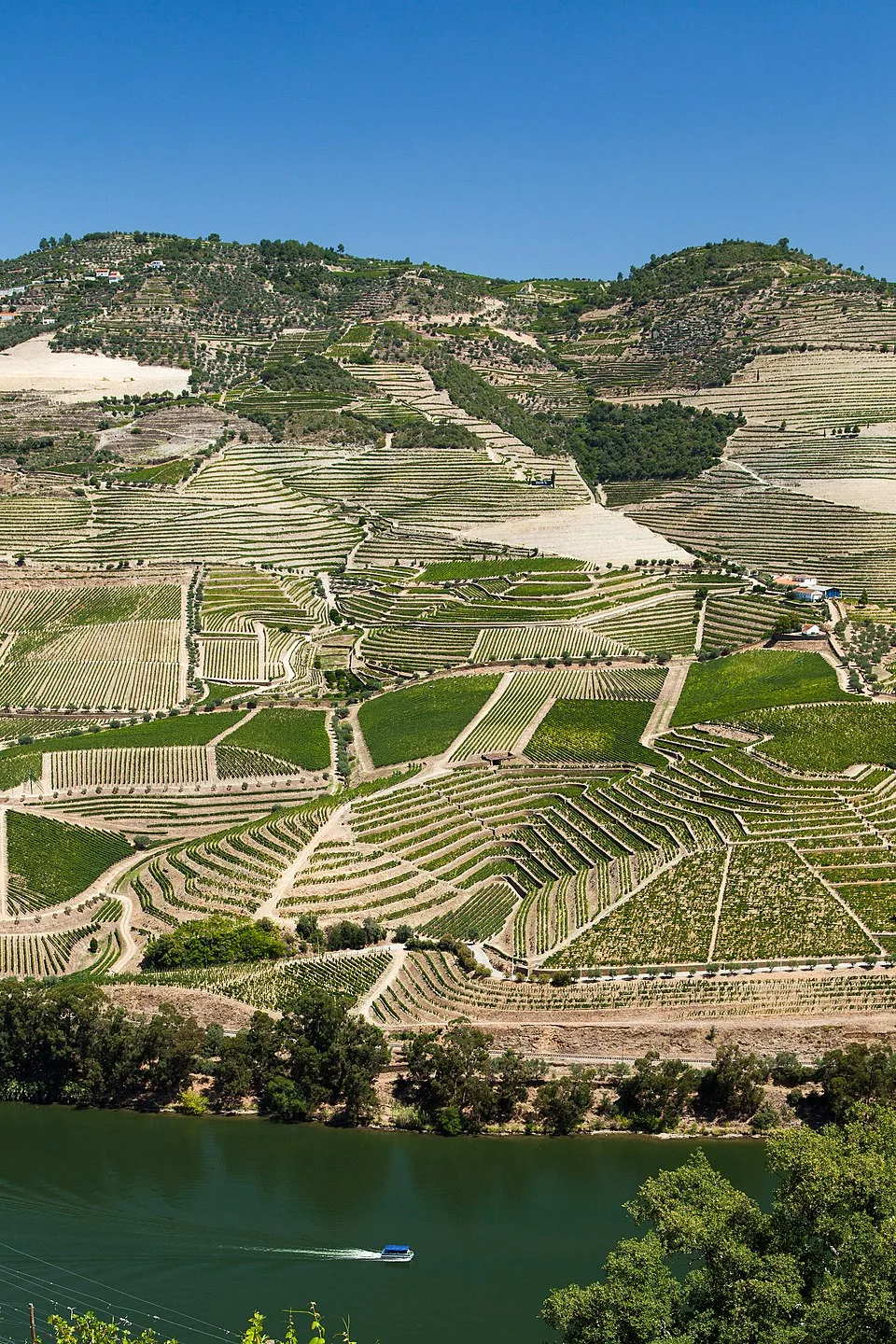 Terraced slopes around Pinhão and Alijó in the Douro Valley