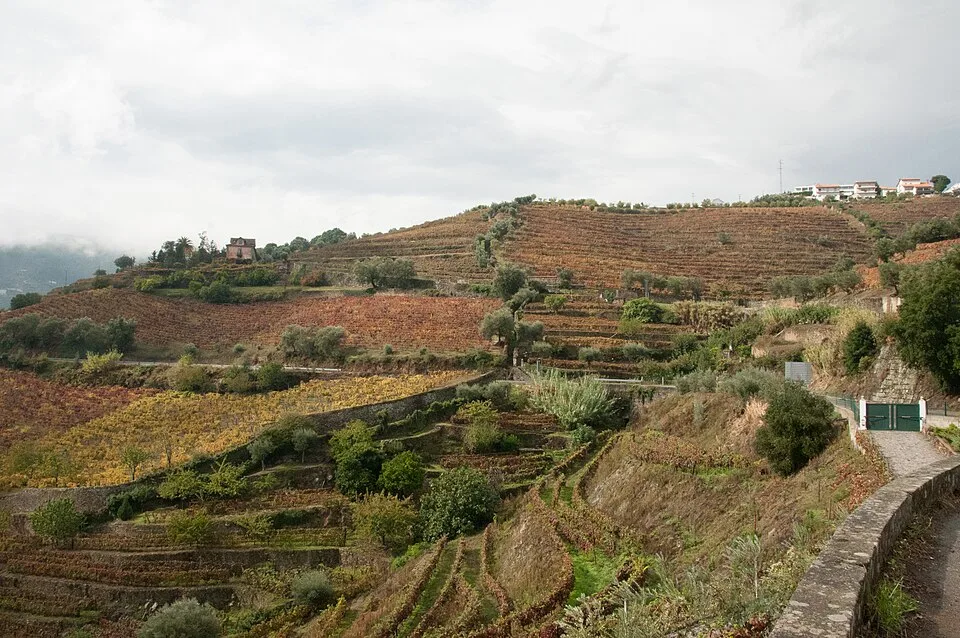 Terraced vineyards above the Douro River