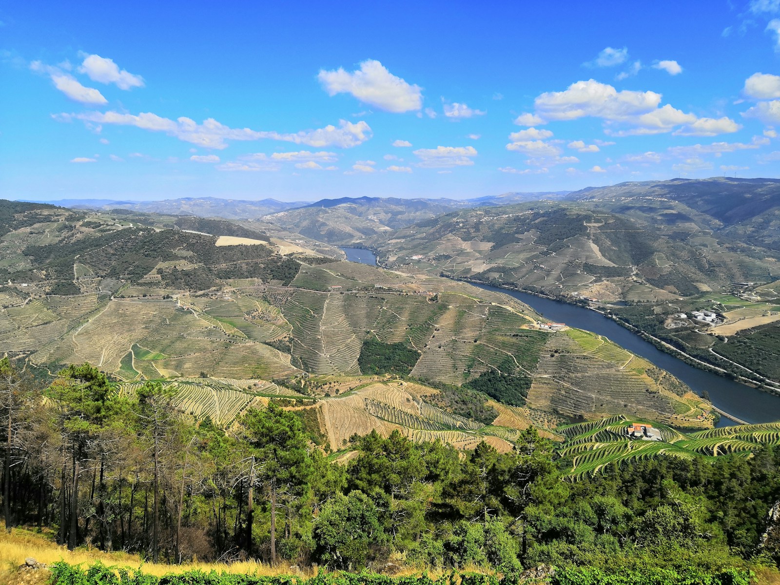 Terraced vineyards above the Douro River