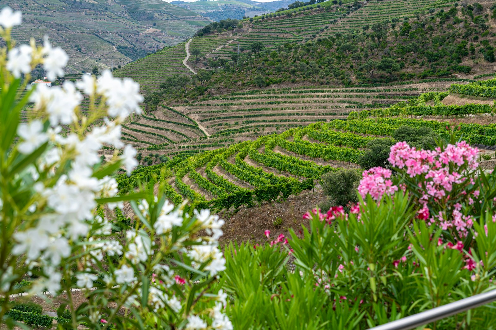 Terraced vineyards stepping down toward the Douro River